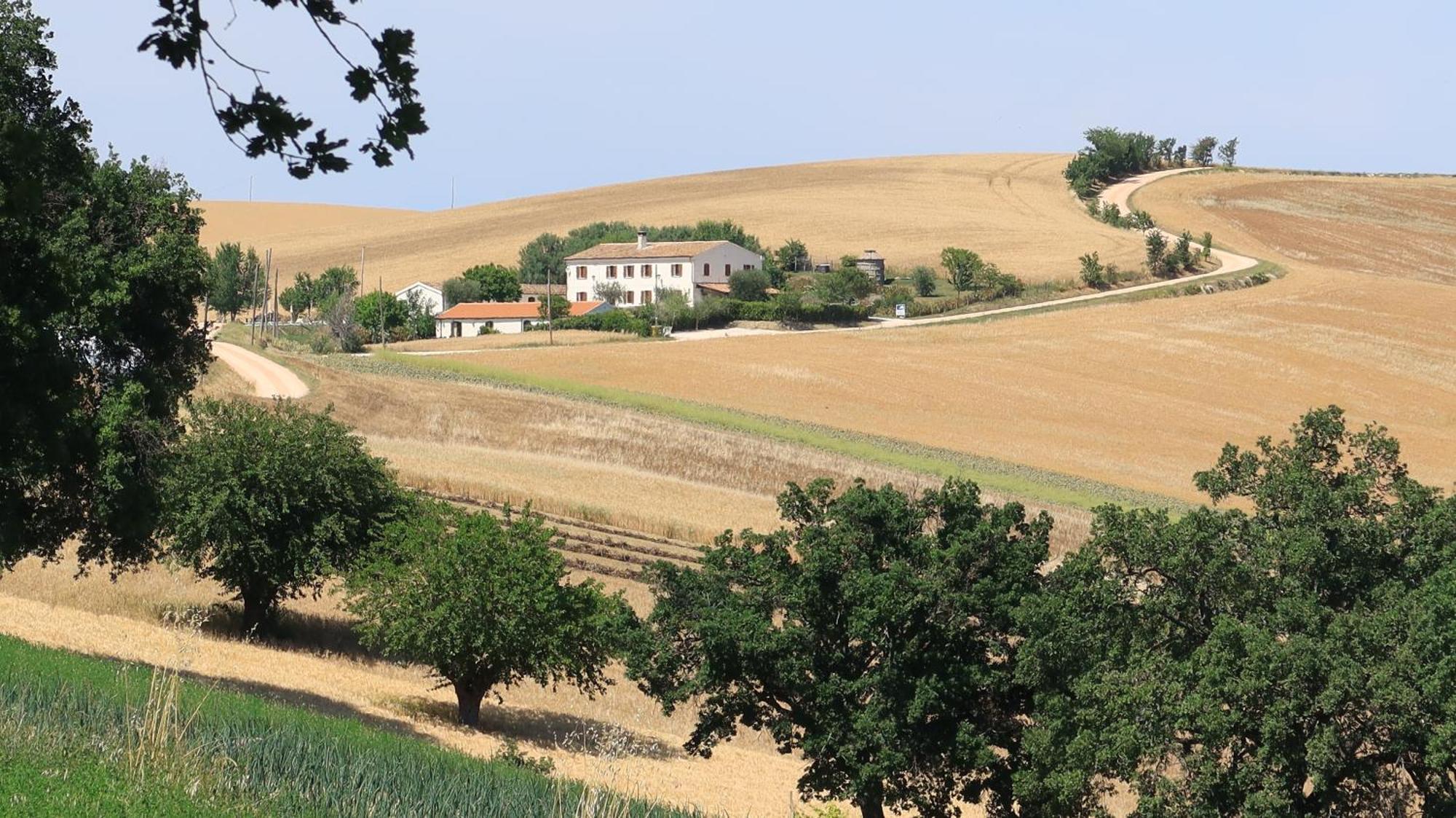 Rustico Del Bozzo Pensionat Castelleone di Suasa Eksteriør billede